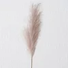 Pampasgras – Hellrosa – 130 Cm Hoch 5