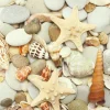 Leinwandbild MUSCHELN UND STEINE – Beige – 50 X 50 Cm 5
